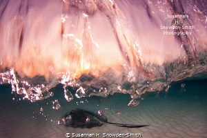 "Sunrise Water With Stingray"

A stingray swims below w... by Susannah H. Snowden-Smith 